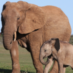 African Elephant And A Tale Of Two Elephants Worksheet