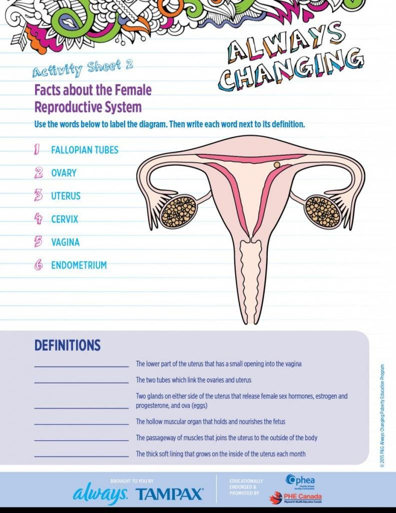 Always Changing Grades 56  Phe Canada Inside Female Reproductive System Worksheet