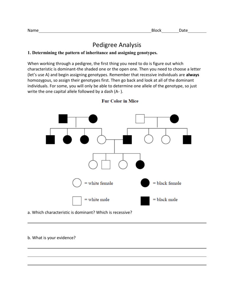 Pedigree Review Worksheet Answer Key : Studying Pedigrees Activity