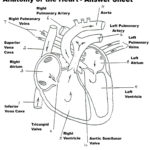 Anatomy And Physiology Printable Worksheets 79 Images In With Regard To Chapter 11 The Cardiovascular System Worksheet Answer Key