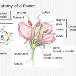 Anatomy Of A Flower Anther Pollen Stamen Male Filament Stigma And Flower Anatomy Worksheet Key