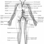 Anatomy Of The Body Worksheets  Stevenhill And Human Body Worksheets