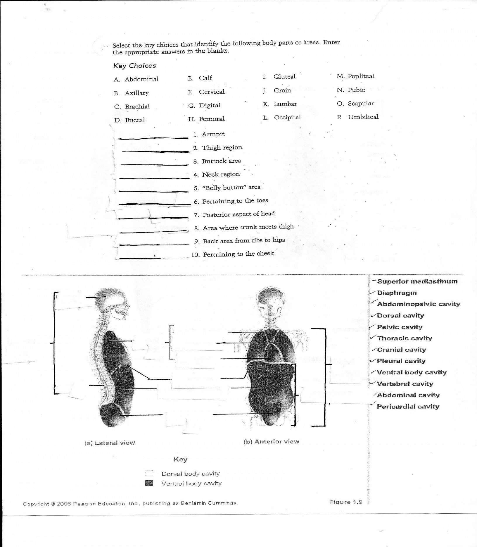 Anatomy Of The Body Worksheets  Stevenhill Regarding Anatomy And Physiology Worksheets For College
