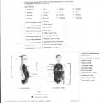 Anatomy Of The Body Worksheets  Stevenhill With College Anatomy Worksheets