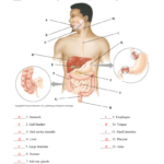 Anatomy Quiz – Digestive System Also Digestive System Worksheet Answers