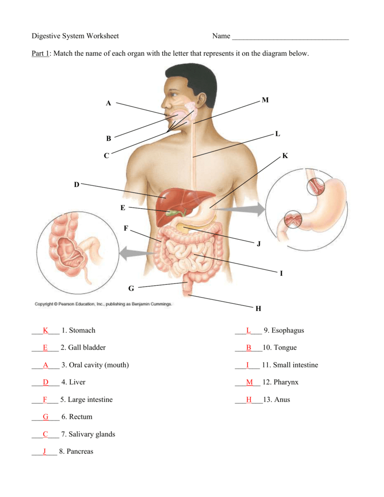 Anatomy Quiz – Digestive System With Regard To Digestive System Worksheet Answer Key