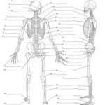 Anatomy Worksheets  Yooob Within College Anatomy Worksheets