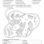 Animal And Plant Cell Coloring For Animal Cell Coloring Worksheet
