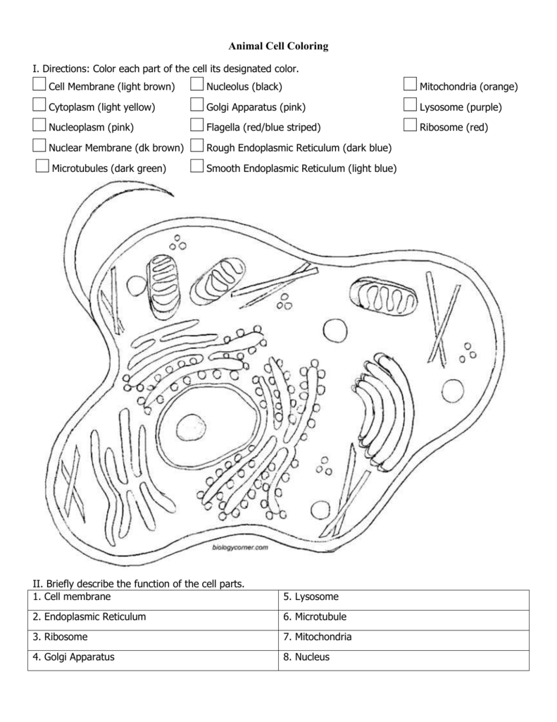 Animal And Plant Cell Coloring Regarding Plant Cell Coloring Worksheet Answers