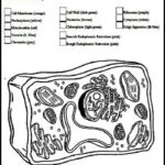 Animal And Plant Cell Labeling Worksheet  Briefencounters Or Plant Cell Coloring Worksheet Key