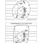 Animal And Plant Cell Labeling Worksheet  Yooob Inside Cell Worksheet Pdf