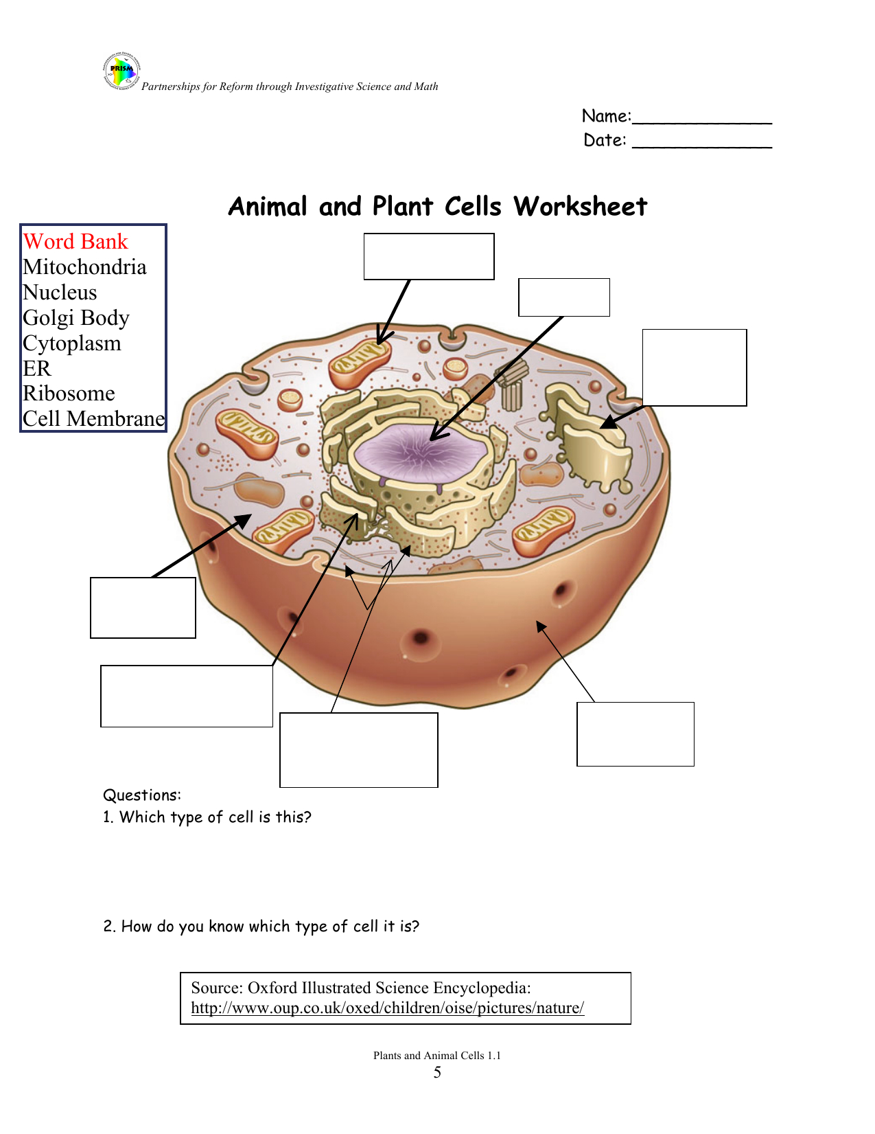 Animal And Plant Cells Worksheet In Animal Cell Worksheet Answer Key