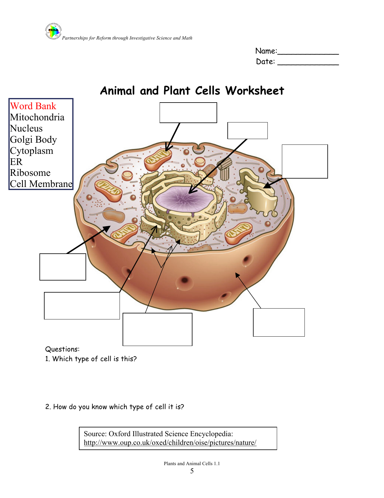 Cells Alive Meiosis Phase Worksheet Answers The Cell Cycle Worksheet Answer Key 