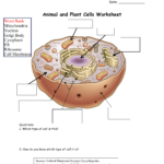 Animal And Plant Cells Worksheet Regarding Animal And Plant Cells Worksheet