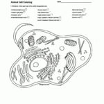 Animal And Plant Cells Worksheet Unique Cell Labeling Answers As Well As Animal And Plant Cell Labeling Worksheet