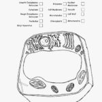 Animal Cell Coloring  Jvzooreview In Plant Cell Coloring Worksheet Answers