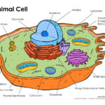 Animal Cell Coloring Labeled Org Incredible On Animal Cell Coloring Throughout Animal Cell Coloring Worksheet