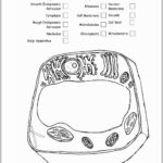 Animal Cell Coloring Page Answers Admirably Animal Cell Worksheet Throughout Animal Cell Worksheet Labeling