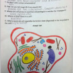 Animal Cell Coloring Page Answers Marvelous Plant Cell Coloring As Well As Animal Cell Coloring Worksheet