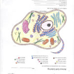 Animal Cell Coloring Page Answers  Ronniebrownlifesystems Together With Animal Cell Worksheet Answer Key