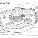 Animal Cell Coloring Page Inviting 2 In Pages Pertaining To 4 For Animal Cell Coloring Worksheet