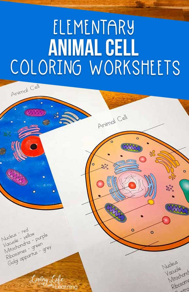 Animal Cell Coloring Worksheet Together With Animal Cell Coloring Worksheet