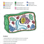 Animal Cell Worksheet Answers  Briefencounters Intended For Plant Cell Coloring Worksheet Answers