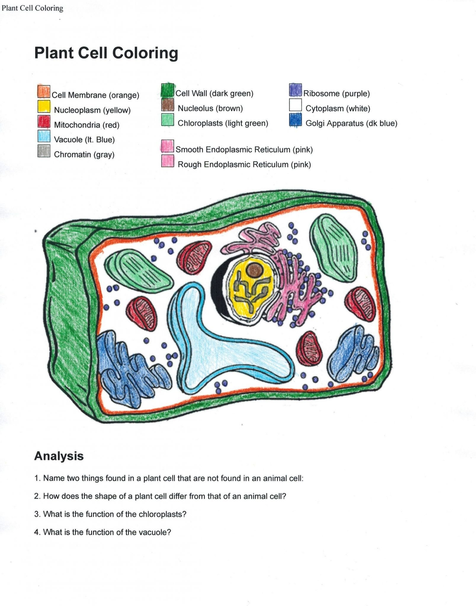 Animal Cell Worksheet Answers  Briefencounters Intended For Plant Cell Coloring Worksheet Answers