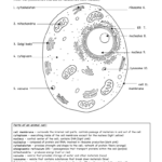 Animal Cell Ws Along With Animal Cell Worksheet Answer Key