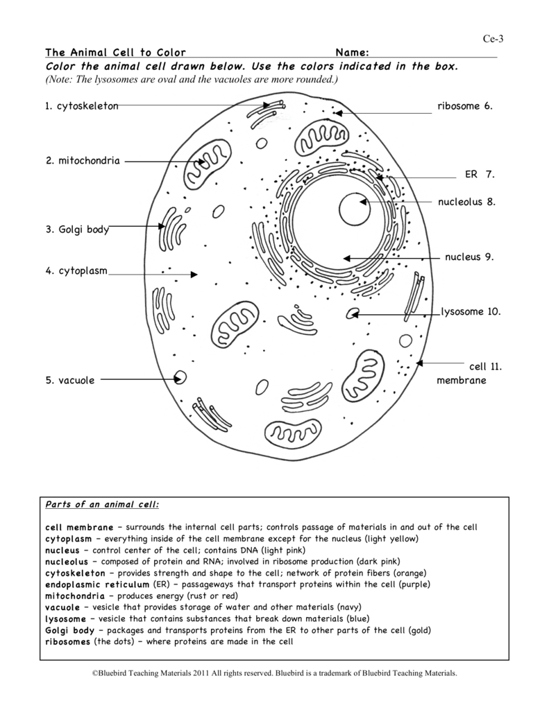 Animal Cell Ws Intended For Animal Cell Worksheet Answers