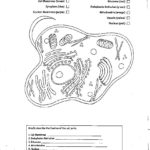 Animal Cells Worksheet Answers Animal Cell Worksheet Answers With Regard To Animal And Plant Cells Worksheet Answers