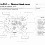 Animal Cells Worksheet Answers Luxury Cells Alive Mitosis Worksheet And Cells Alive Cell Cycle Worksheet Answers