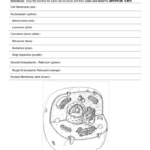 Animal  Plant Cell Worksheet For Animal Cell Worksheet Answers