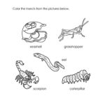 Animal Science Worksheets For Kindergarten Along With Kindergarten Science Worksheets