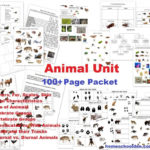 Animal Unit Vertebrateinvertebrate Animals Worksheet Packet 100 Pertaining To Animal Classification Worksheet