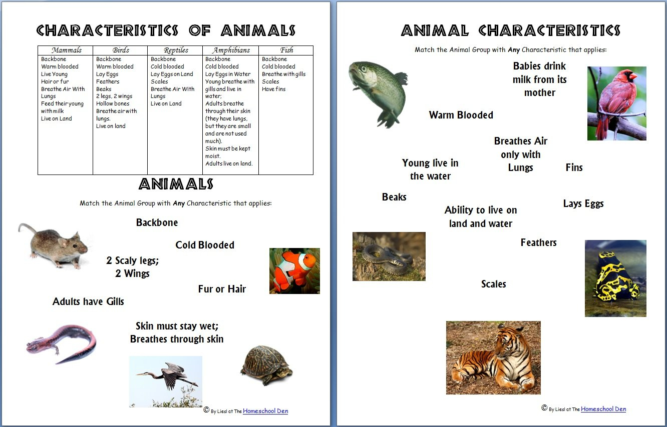 Animals And Their Characteristics Free Worksheet  Homeschool Den Within Free Animal Classification Worksheets