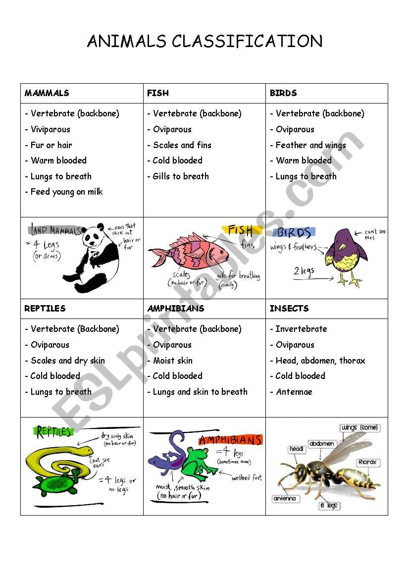 Animals Classification  Esl Worksheetmaniosita Together With Animal Classification Worksheet