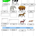 Animals  Food Chain Worksheet  Free Esl Printable Worksheets Made Within Food Chain Worksheet