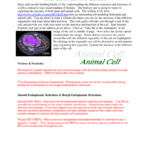 Answer Key For Cells Alive As Well As Cells Alive Plant Cell Worksheet Answer Key
