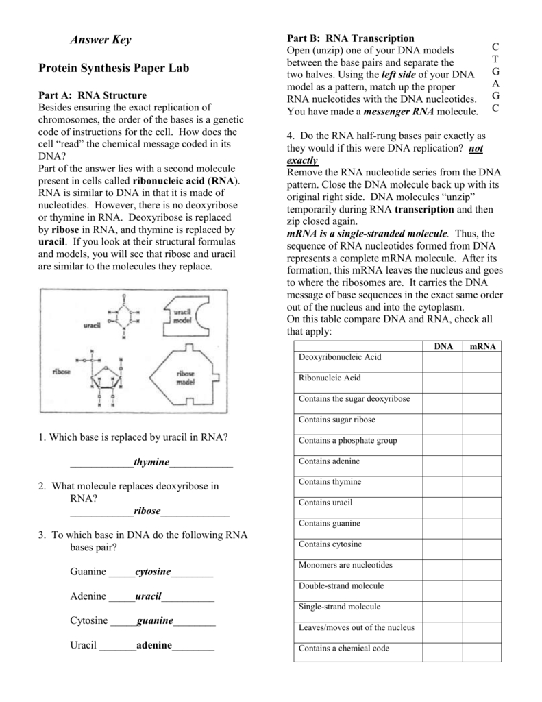 Answer Key Protein Synthesis Paper Lab Intended For Protein Synthesis Worksheet Answer Key Part A