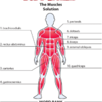 Answers The Muscles American Family Children's Hospital Uw Health For Muscle Worksheets For Kids