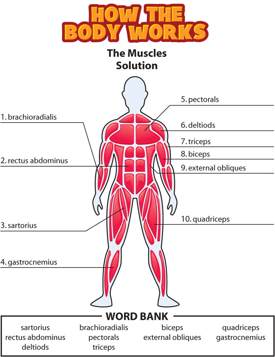 Answers The Muscles American Family Children's Hospital Uw Health For Muscle Worksheets For Kids
