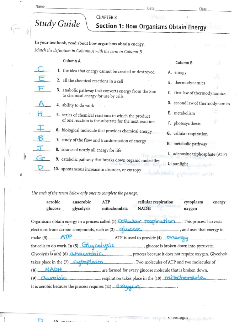 Answers To The Energy And Photosynthesis Study Guide Along With Energy In A Cell Worksheet Answers