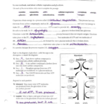 Answers To The Respiration Study Guide For Chapter 9 Review Worksheet Cellular Respiration