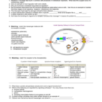 Ap Biology Ch11 Cell Communication Worksheet Together With Signal Transduction Pathways Worksheet