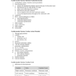 Ap Ii Heart Worksheet Answers As Well As Heart Valves And The Cardiac Cycle Worksheet Answers