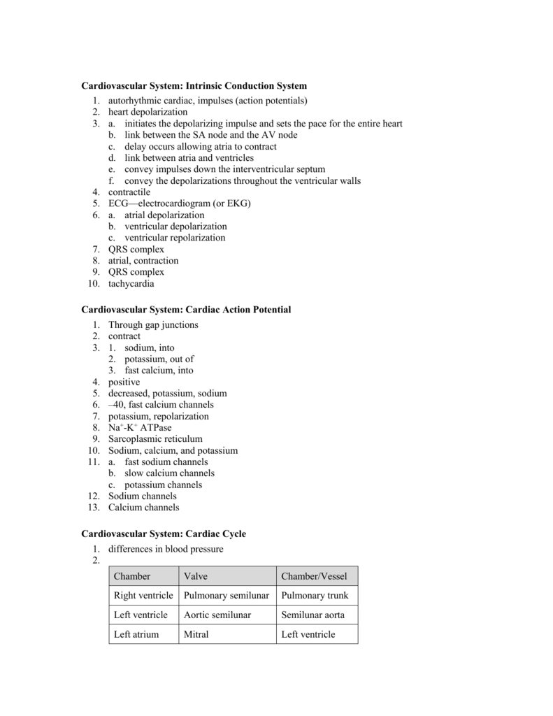 Ap Ii Heart Worksheet Answers As Well As Heart Valves And The Cardiac Cycle Worksheet Answers