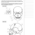 Ask A Biologist  Human Skeleton As Well As Skull Labeling Worksheet
