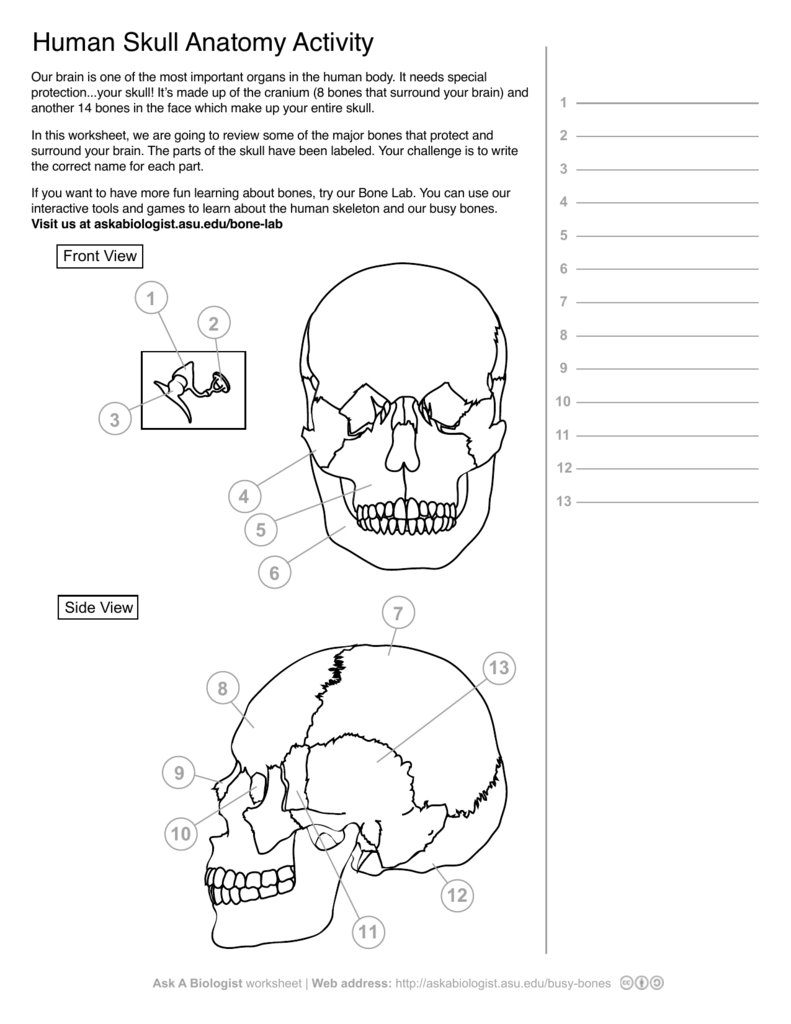 Ask A Biologist  Human Skeleton As Well As Skull Labeling Worksheet