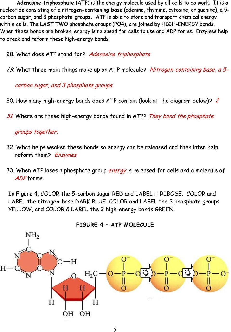Atp Worksheet  Essay  May 2019  1068 Words And Atp Worksheet Answers